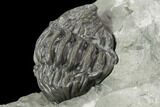 Wide Enrolled Flexicalymene Trilobite - Mt Orab, Ohio #85624-4